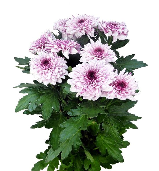 Cr pip pretty 70 - CRGPIPPRE