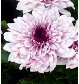 Cr pip pretty 70 - CRGPIPPRE