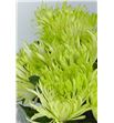 Cr anastasia star mint 70 - CRGANASTAMIN1