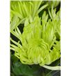 Cr anastasia star mint 70 - CRGANASTAMIN2