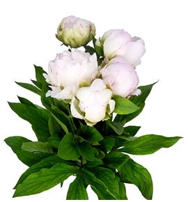 Paeonia florence nicholls x5 60 - PAEFLONIC