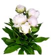 Paeonia florence nicholls x5 60 - PAEFLONIC