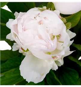 Paeonia florence nicholls x5 60 - PAEFLONIC