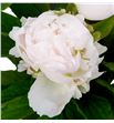 Paeonia florence nicholls x5 60 - PAEFLONIC1