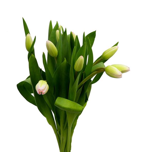 Tulipan super model 37 - TULSUPMOD