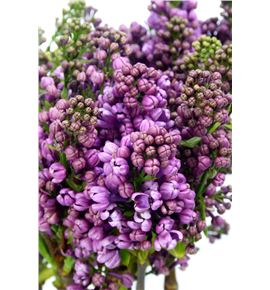 Syringa lavaliensis 60 - SYRDARKOS