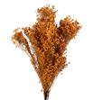 Broom bloom seco coral claro - BROSECCORCLA