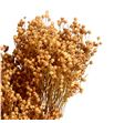 Broom bloom seco coral claro - BROSECCORCLA1