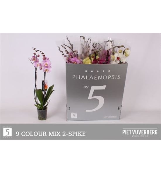 Pl. phalaenopsis mixta 9kl 2t 70cm x12 - PHAMIX91212702