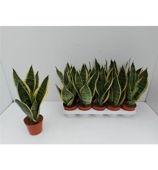 Pl. sanseveria futura 35cm x10 - SANFUT101235