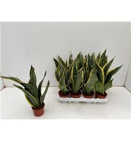 Pl. sanseveria futura 35cm x12 - SANFUT12935