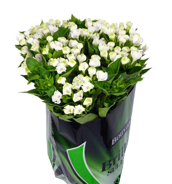 Bouvardia white sensation 70 - BOUROYWHI