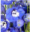 Delphinium aurora blue 100 - DELAURBLU1