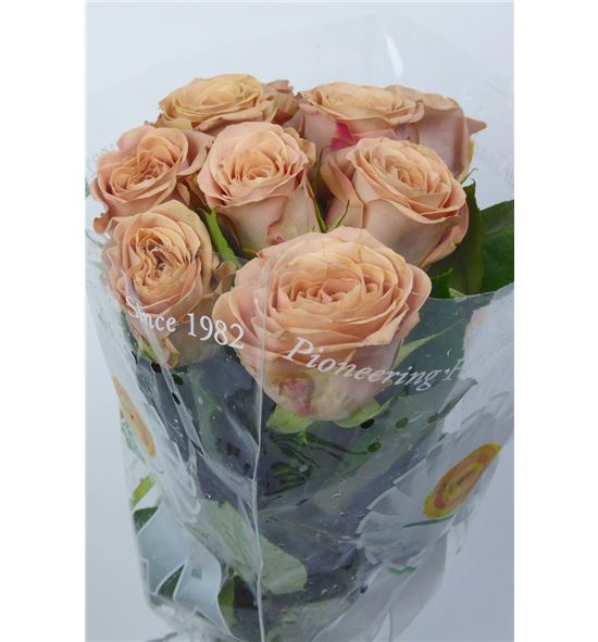 Rosa hol cappuccino 35 - RGRCAP