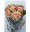Rosa hol cappuccino 35 - RGRCAP