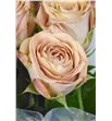 Rosa hol cappuccino 35 - RGRCAP2
