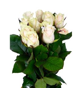 Rosa hol talea 60 - RGRTAL