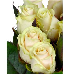 Rosa hol talea 60 - RGRTAL