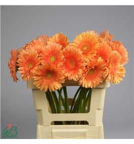 Gerbera avignon 50 x10 - GERAVI5010