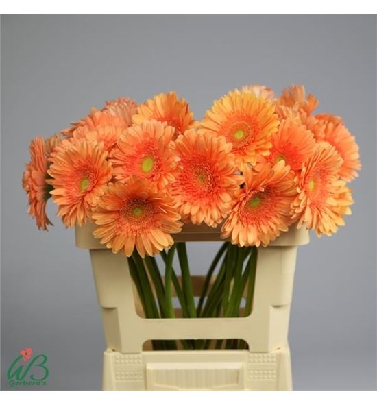Gerbera avignon 50 x10 - GERAVI5010