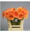 Gerbera avignon 50 x10 - GERAVI5010