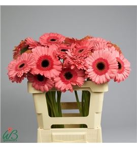 Gerbera debut 50 x10 - GERDEB5010