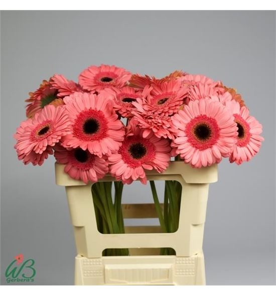 Gerbera debut 50 x10 - GERDEB5010