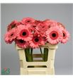 Gerbera debut 50 x10 - GERDEB5010