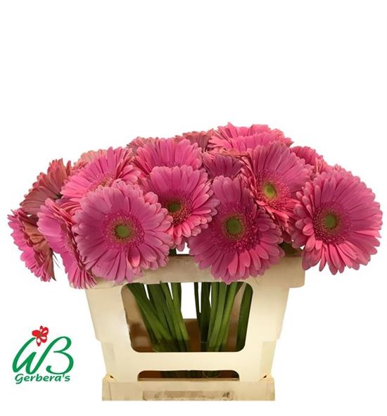 Gerbera glossy 50 x10 - GERGLO5010