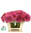 Gerbera glossy 50 x10 - GERGLO5010