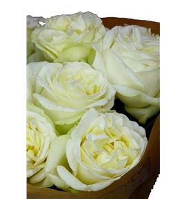 Rosa hol lady lindsey 70 - RGRLADLIN