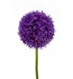 Allium globemaster 70 - ALLGIG