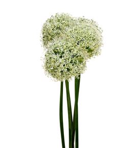 Allium white giant 90 - ALLMOUEVE