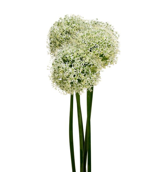 Allium white giant 90 - ALLMOUEVE