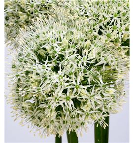 Allium white giant 90 - ALLMOUEVE