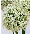 Allium white giant 90 - ALLMOUEVE1
