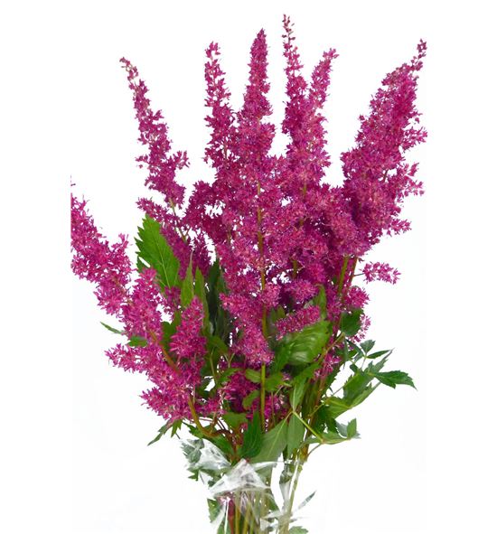 Astilbe fanal 65 - ASTFAN