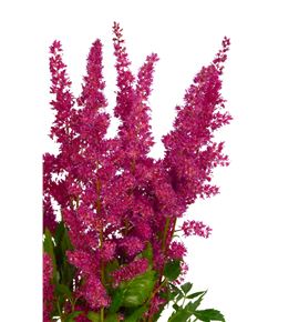 Astilbe fanal 65 - ASTFAN