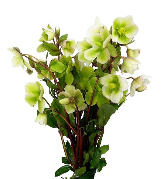 Helle winterbells 50 - HELWIN