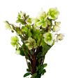 Helle winterbells 50 - HELWIN