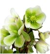 Helle winterbells 50 - HELWIN1