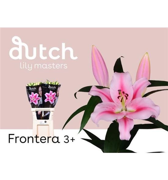 Lilium oriental hol frontera 90 - LOHFRO