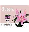 Lilium oriental hol frontera 90 - LOHFRO