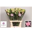 Lilium oriental hol innovator 90 - LOHINN