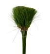 Cyperus papyrus 70 - CYPPAP