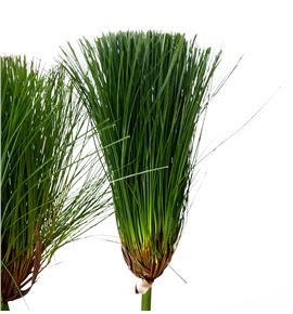 Cyperus papyrus 70 - CYPPAP
