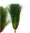 Cyperus papyrus 70 - CYPPAP1