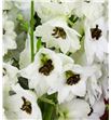 Delphinium black eyed angel 100 - DELBLAEYE1