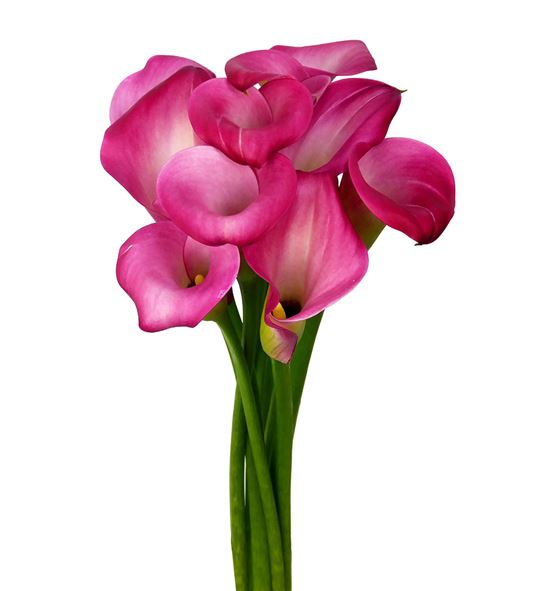Cala cherry kiss 50 - ZANCHEKIS