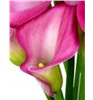 Cala cherry kiss 50 - ZANCHEKIS1
